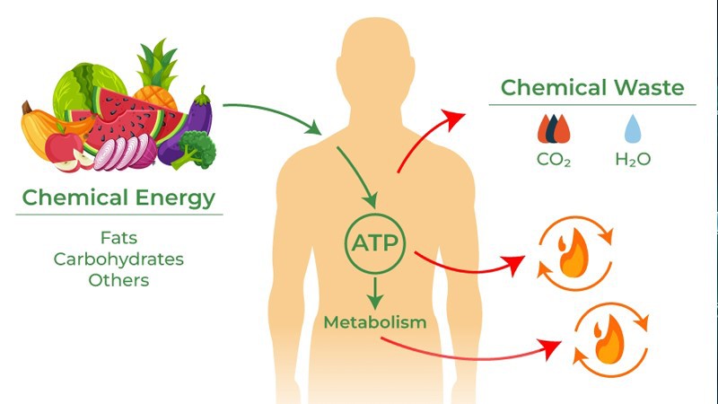 Bioglutide NA-931 Capsules Precision In Metabolic Pathway Analysis | Shaanxi BLOOM Tech Co., Ltd Bioglutide NA-931 Capsules Precision In Metabolic Pathway Analysis | Shaanxi BLOOM Tech Co., Ltd